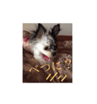 愛犬ランちゃん ココロのスタンプ（個別スタンプ：3）