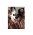 愛犬ランちゃん ココロのスタンプ（個別スタンプ：4）