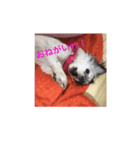 愛犬ランちゃん ココロのスタンプ（個別スタンプ：5）