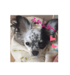 愛犬ランちゃん ココロのスタンプ（個別スタンプ：6）