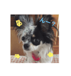 愛犬ランちゃん ココロのスタンプ（個別スタンプ：7）