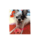 愛犬ランちゃん ココロのスタンプ（個別スタンプ：8）