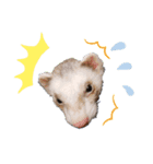 フェレットFace（個別スタンプ：2）
