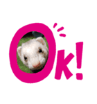 フェレットFace（個別スタンプ：5）