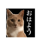 猫のチョコ君①（個別スタンプ：1）