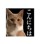 猫のチョコ君①（個別スタンプ：2）