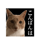 猫のチョコ君①（個別スタンプ：3）