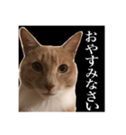 猫のチョコ君①（個別スタンプ：4）