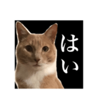 猫のチョコ君①（個別スタンプ：5）