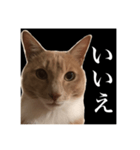 猫のチョコ君①（個別スタンプ：6）