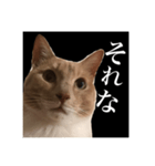 猫のチョコ君①（個別スタンプ：9）