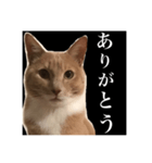 猫のチョコ君①（個別スタンプ：10）