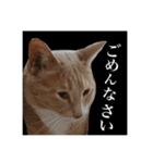 猫のチョコ君①（個別スタンプ：11）