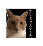 猫のチョコ君①（個別スタンプ：12）