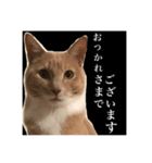 猫のチョコ君①（個別スタンプ：13）