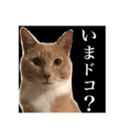猫のチョコ君①（個別スタンプ：15）
