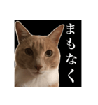 猫のチョコ君①（個別スタンプ：16）