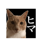 猫のチョコ君①（個別スタンプ：17）