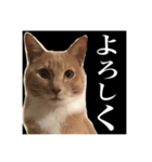 猫のチョコ君①（個別スタンプ：18）