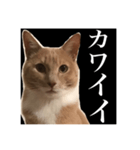 猫のチョコ君①（個別スタンプ：19）