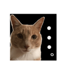猫のチョコ君①（個別スタンプ：20）
