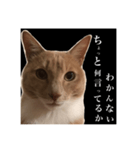 猫のチョコ君①（個別スタンプ：21）