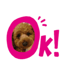 キラたんの日常会話☆（個別スタンプ：1）