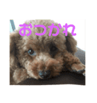 キラたんの日常会話☆（個別スタンプ：11）