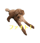 キラたんの日常会話☆（個別スタンプ：16）