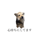 ぶさかわ犬むく ver.2（個別スタンプ：1）