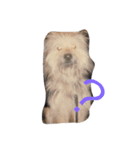 ぶさかわ犬むく ver.2（個別スタンプ：2）