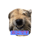 ぶさかわ犬むく ver.2（個別スタンプ：4）