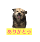 ぶさかわ犬むく ver.2（個別スタンプ：5）