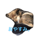 ぶさかわ犬むく ver.2（個別スタンプ：6）