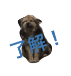 ぶさかわ犬むく ver.2（個別スタンプ：8）