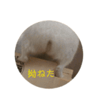 ちのぷる（個別スタンプ：12）
