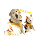 ゴールデンと芝犬のきなことうめこ（個別スタンプ：1）
