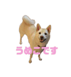 ゴールデンと芝犬のきなことうめこ（個別スタンプ：3）