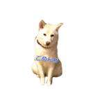 ゴールデンと芝犬のきなことうめこ（個別スタンプ：5）