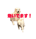 ゴールデンと芝犬のきなことうめこ（個別スタンプ：10）