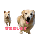 ゴールデンと芝犬のきなことうめこ（個別スタンプ：12）