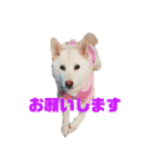 ゴールデンと芝犬のきなことうめこ（個別スタンプ：13）