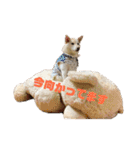 ゴールデンと芝犬のきなことうめこ（個別スタンプ：14）