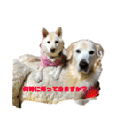 ゴールデンと芝犬のきなことうめこ（個別スタンプ：15）