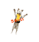 ゴールデンと芝犬のきなことうめこ（個別スタンプ：21）