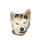 ゴールデンと芝犬のきなことうめこ（個別スタンプ：22）