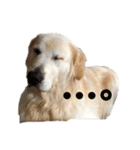 ゴールデンと芝犬のきなことうめこ（個別スタンプ：23）