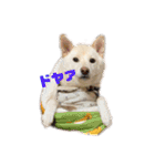 ゴールデンと芝犬のきなことうめこ（個別スタンプ：25）