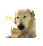 ゴールデンと芝犬のきなことうめこ（個別スタンプ：26）