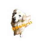 ゴールデンと芝犬のきなことうめこ（個別スタンプ：30）